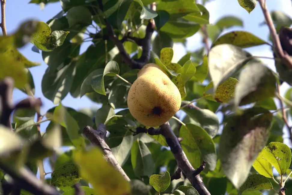 Piazza Giardino (129)